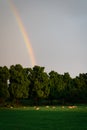 Deer's herd grazing in a green field during sunset with a rainbow in the background Royalty Free Stock Photo