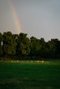 Deer's herd grazing in a green field during sunset with a rainbow in the background Royalty Free Stock Photo