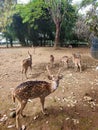 Deer safari zoo feeding