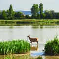 Deer in salburua park Royalty Free Stock Photo