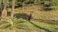 A deer sambar Rusa unicolor grazes in the jungle by a stream.