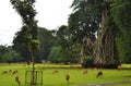 The Deer scattered in the green meadow of the Bogor Presidential Palace, West Java, Indonesia Royalty Free Stock Photo