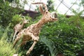 The Deer Sculptures at Flower Dome of Gardens by the Bay in Singapore Royalty Free Stock Photo