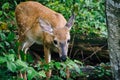 A deer seen along the Limberlost Trail, in Shenandoah National P Royalty Free Stock Photo