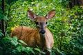 A deer seen along the Limberlost Trail, in Shenandoah National P Royalty Free Stock Photo