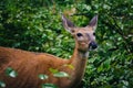 A deer seen along the Limberlost Trail, in Shenandoah National P Royalty Free Stock Photo