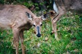 Deer seen along Skyline Drive, in Shenandoah National Park, Virginia. Royalty Free Stock Photo
