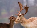 Deer in Sevenoaks Royalty Free Stock Photo