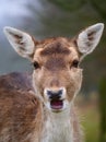 Deer in Knole Park Royalty Free Stock Photo