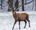 Majestic male deer in snow