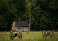 Deer at Shiloh Royalty Free Stock Photo