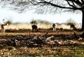 Deer sighting in the sunset at Richmond Park, London