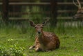 Deer sika on green summer meadow with long ears Royalty Free Stock Photo