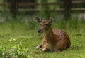 Deer sika on green summer meadow with long ears Royalty Free Stock Photo