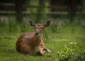 Deer sika on green summer meadow with long ears Royalty Free Stock Photo