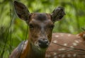 Deer sika on green summer meadow with long ears Royalty Free Stock Photo