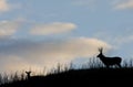 Deer Silhouette