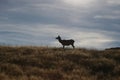 Deer silhouette