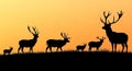 Deer Silhouette Sunset Herd of Stag Deer in Grassland Royalty Free Stock Photo