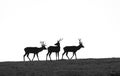 Deer silhouettes Royalty Free Stock Photo