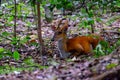 Small stream, stony and overgrown with moss in a green hazel and oak forest in ThailandA deer sitting in the forest for rest in Th