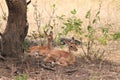 Deer sitting and resting under the tree at daytime Royalty Free Stock Photo