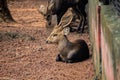 A deer sitting sidewise in NandanKanan zoo, Odisa, India