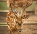 a deer sitting still with nature and green background Royalty Free Stock Photo