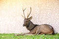 Deer sitting on a wall