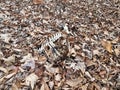 deer skeleton bones on fallen brown leaves