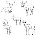 Deer sketch. Pencil drawing by hand Royalty Free Stock Photo