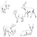 Deer sketch. Pencil drawing by hand Royalty Free Stock Photo