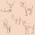 Deer sketch. Pencil drawing by hand. Vintage colors. Vector Royalty Free Stock Photo