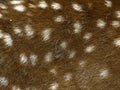 Deer skin Royalty Free Stock Photo