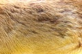 deer skin Royalty Free Stock Photo