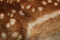 Deer skin pattern white spots Ai illustration Royalty Free Stock Photo