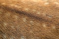 Deer skin texture Royalty Free Stock Photo