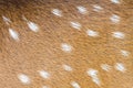 Deer skin texture background Royalty Free Stock Photo