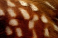 Deer Skin Texture Background, Spotted Deer Fur Pattern, Generative AI Illustration Royalty Free Stock Photo