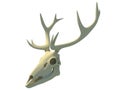Deer Skull anatomy 3D rendering