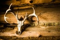 Deer Skull with Antlers as Wall Decoration Royalty Free Stock Photo