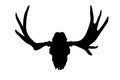 deer skull with antlers isolated on white background Royalty Free Stock Photo