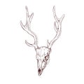 Deer skull with horns. Dead animals head bone with antlers. Vintage anatomy drawing of etched skeleton. Outlined cranium