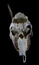 Deer Skull with Odd Antlers on black background Royalty Free Stock Photo