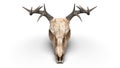 Deer skull - top down view Royalty Free Stock Photo