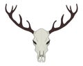 Deer skull vector illustration. Color Royalty Free Stock Photo