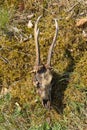 Deer skull. Royalty Free Stock Photo