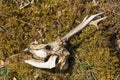 Deer skull. Royalty Free Stock Photo