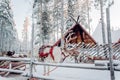 Deer with sledge in winter forest in Rovaniemi, Lapland, Finland Royalty Free Stock Photo