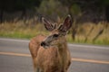 Deer With Small Antlers Standing by Roadway Royalty Free Stock Photo